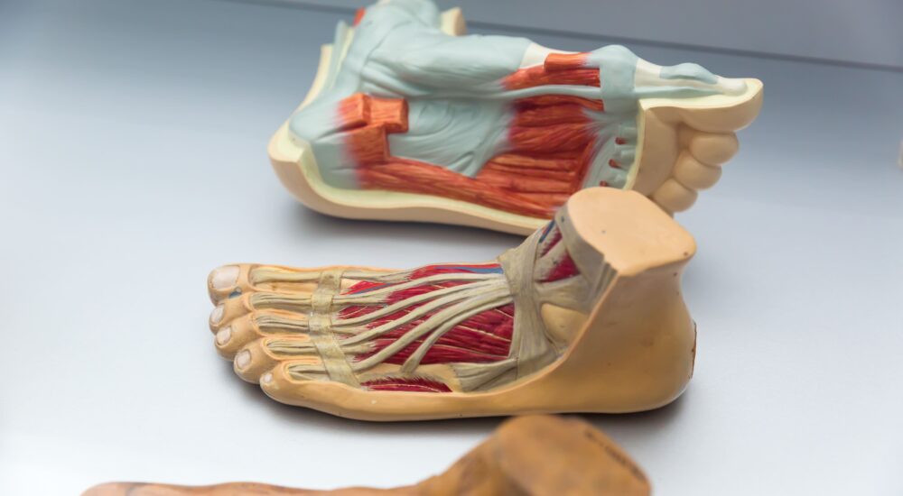 plastico dell'anatomia del piede