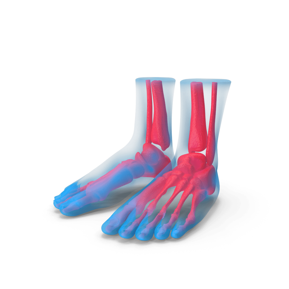 Grafica di un'anatomia del piede